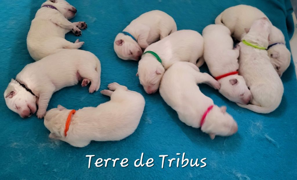 chiot Berger Blanc Suisse Terre De Tribus