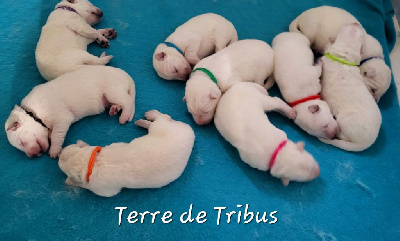 Terre De Tribus - Berger Blanc Suisse - Portée née le 01/09/2022