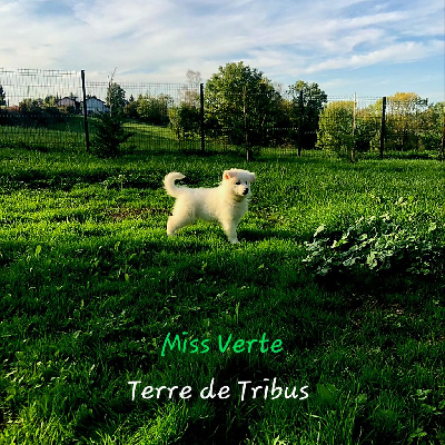 Taïs - Miss Verte