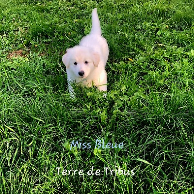 Tenere - Miss Bleue 