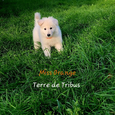 Ti'Loup - Miss Orange 