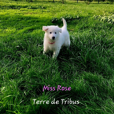 Tanya - Miss Rose