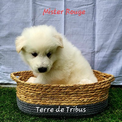 Tolga - Mister Rouge