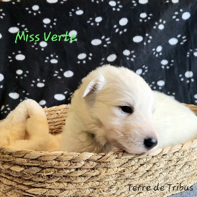 Vixie - Miss Verte