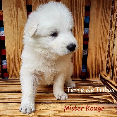 Tolga - Mister Rouge