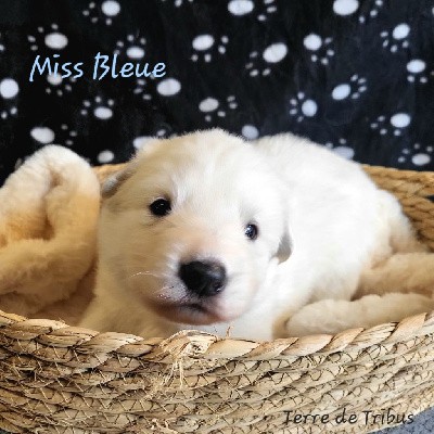 Vega -  Miss Bleue
