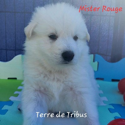 Tolga - Mister Rouge