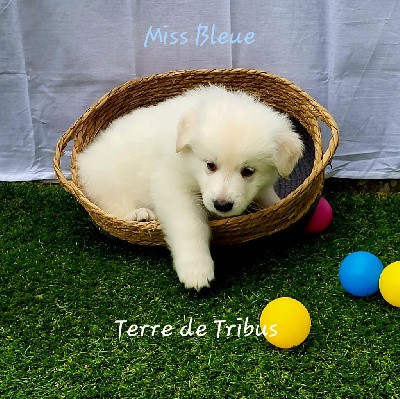 Tenere - Miss Bleue 