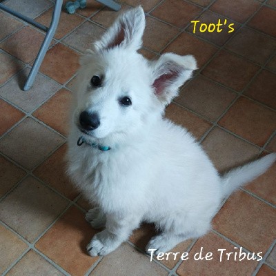 Toot's - Jaune