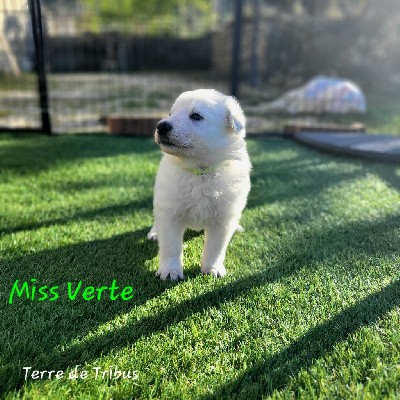 Vixie - Miss Verte