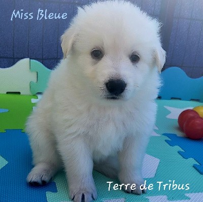 Tenere - Miss Bleue 