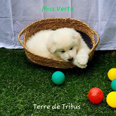 Taïs - Miss Verte