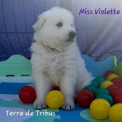 Taïga - Miss Violette