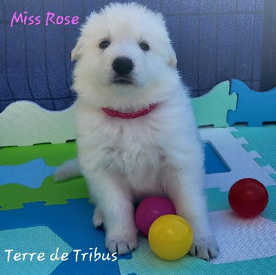 Tanya - Miss Rose