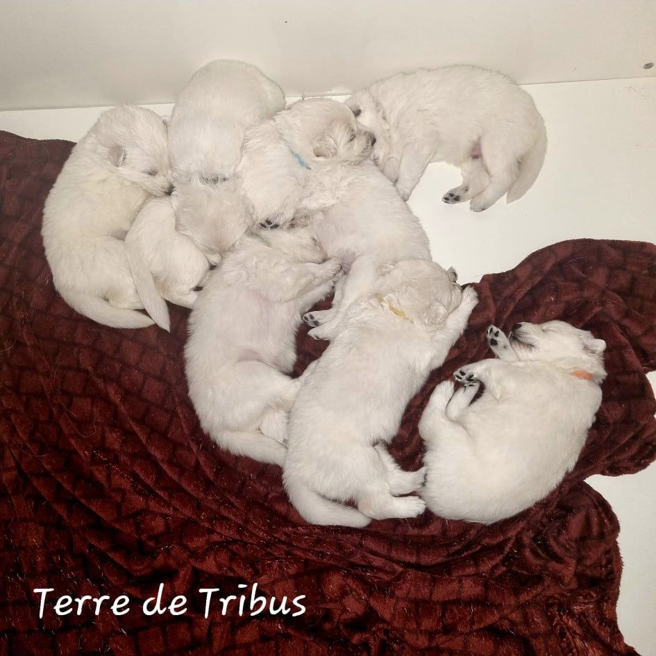 Terre De Tribus - Berger Blanc Suisse - Portée née le 24/01/2022