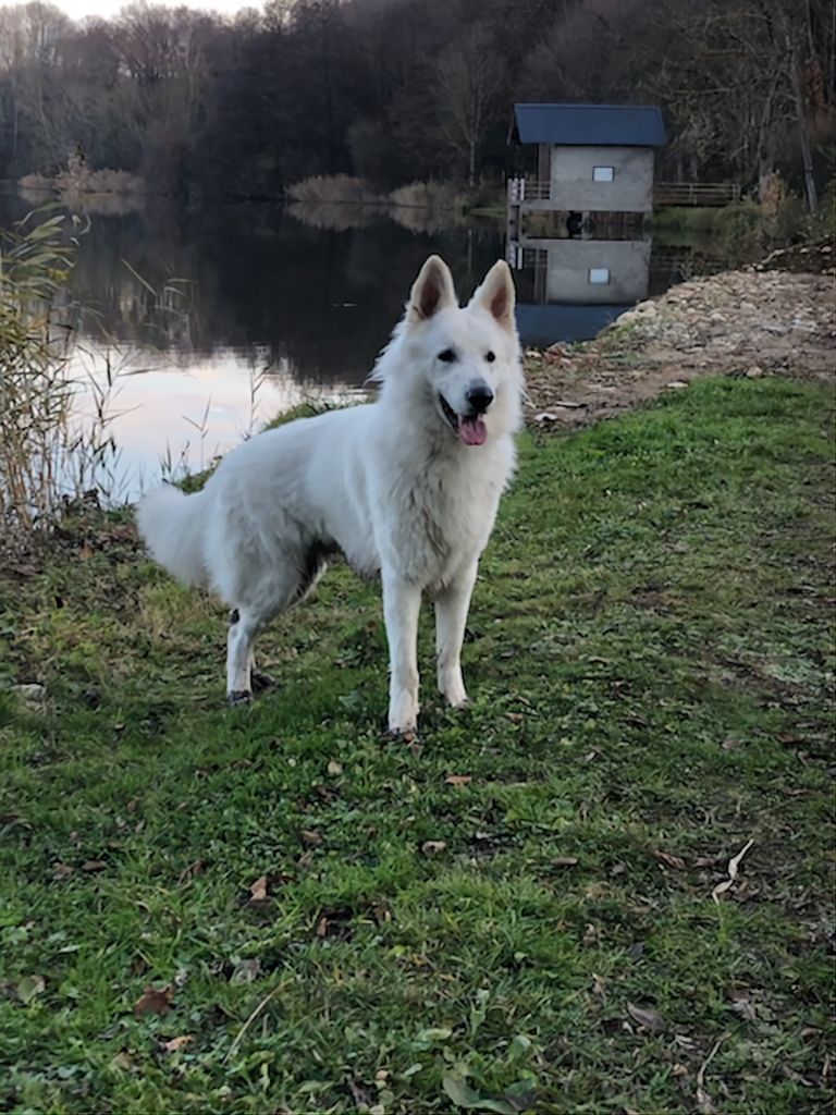 Pixel Of Eternal Joy