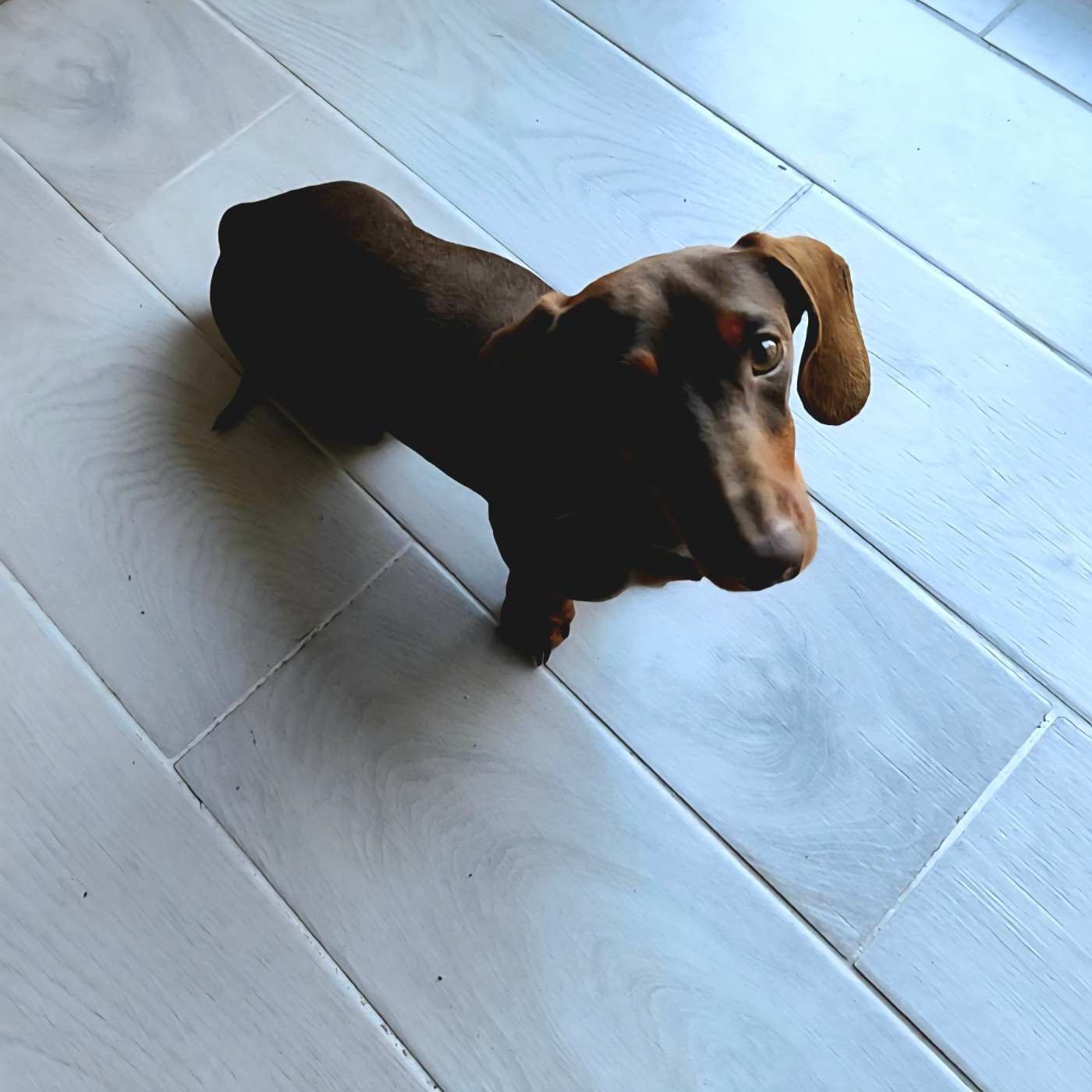 Thaï Poppy-Mini-Land