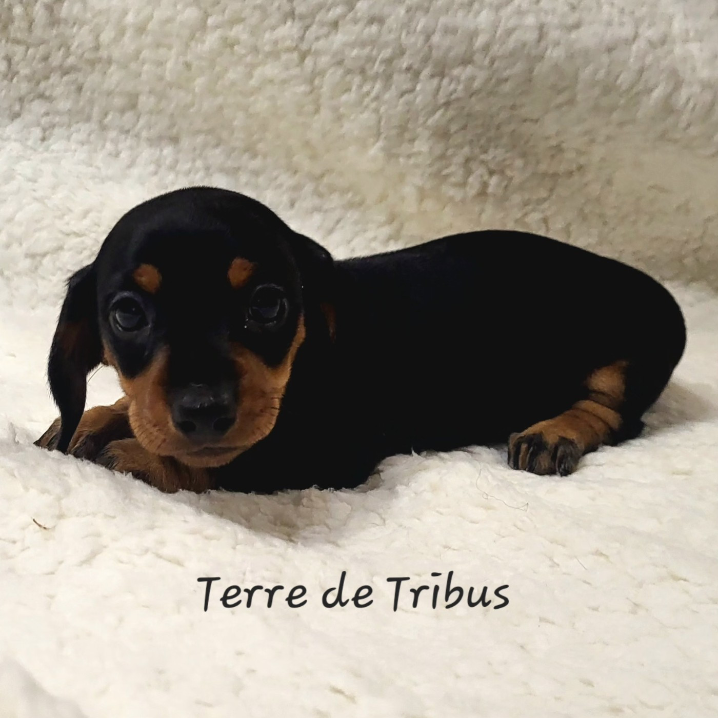 Terre De Tribus - Chiots disponibles - Teckel poil ras