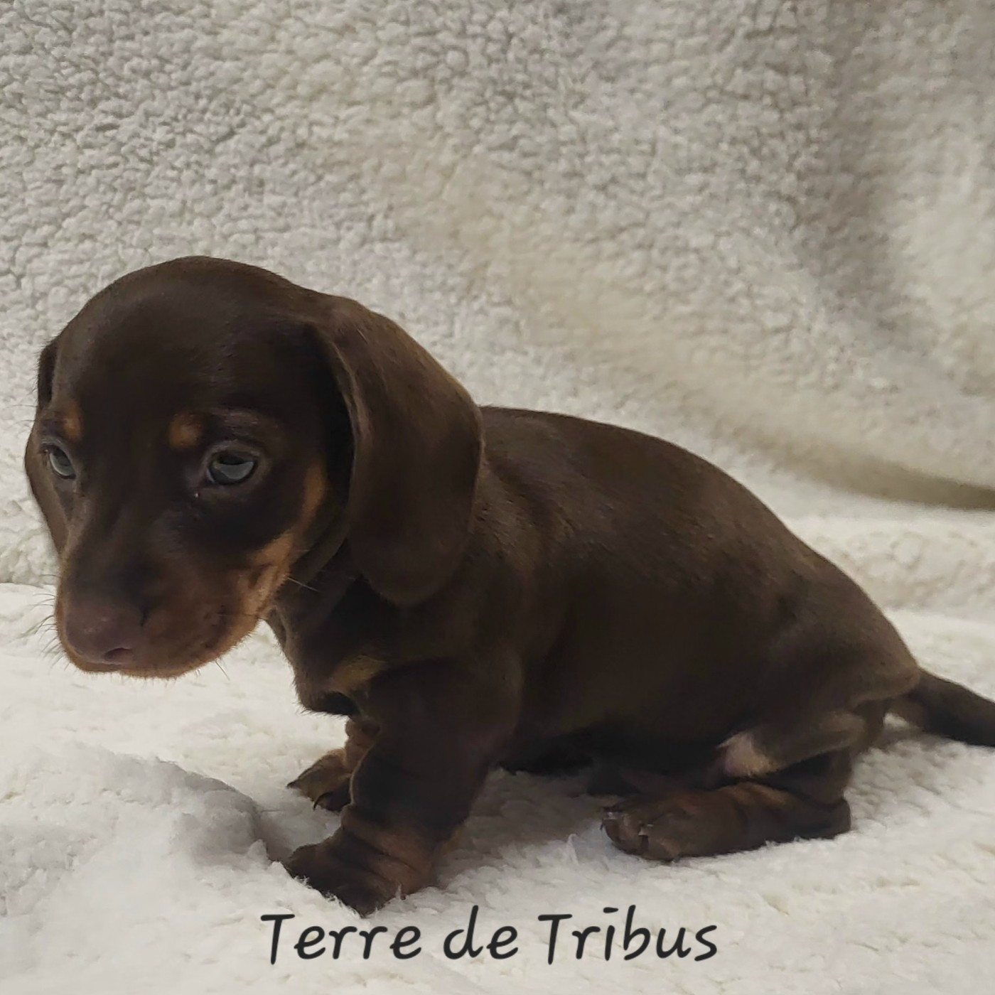 Terre De Tribus - Chiots disponibles - Teckel poil ras