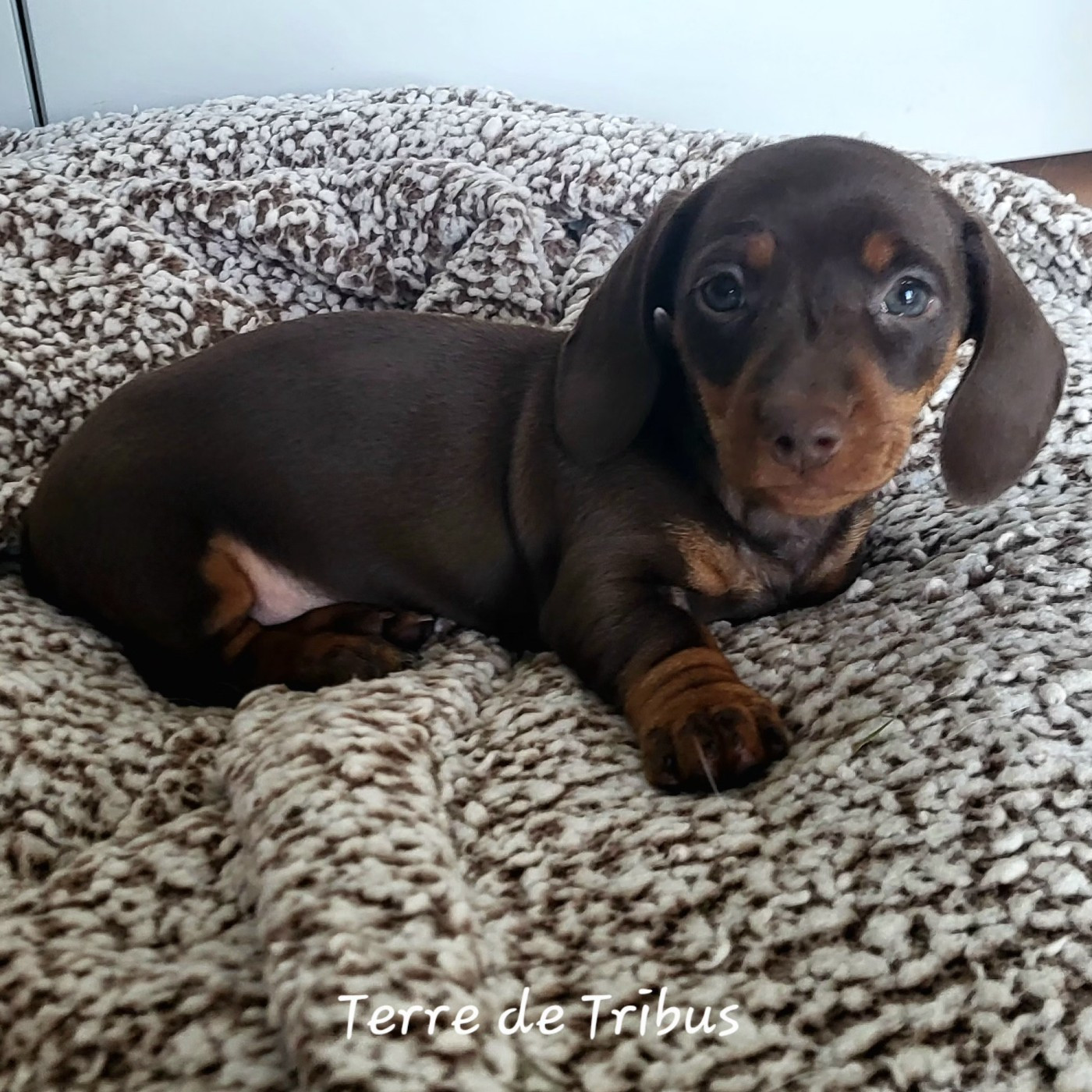 Terre De Tribus - Teckel poil ras - Portée née le 21/09/2025