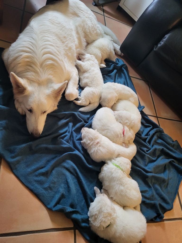 Terre De Tribus - Berger Blanc Suisse - Portée née le 18/02/2024